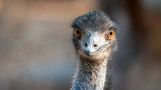 Emu kóborol a Mecsekben