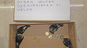 Ennyit ér négy fecske élete