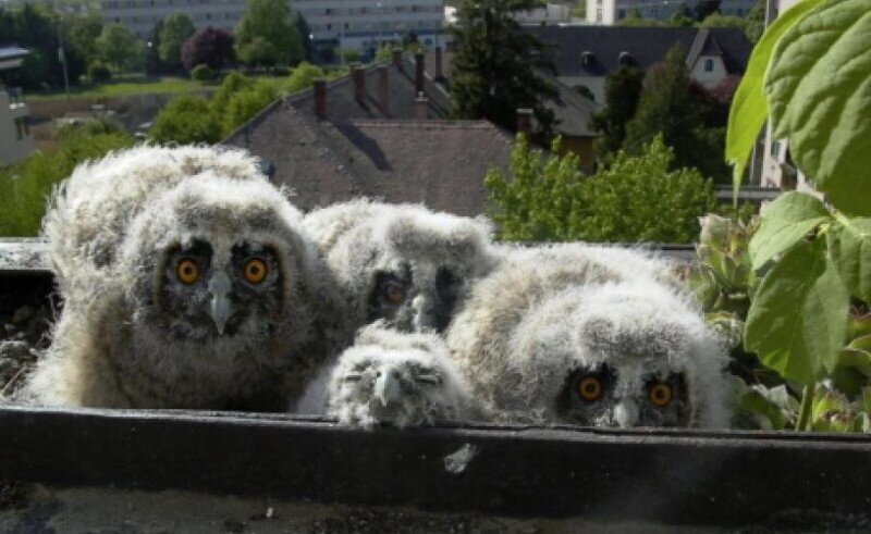 erdei_fulesbagoly_monoki_akos_0001