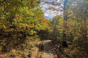 Erdei ösvények, melyek ősszel a legvarázslatosabbak – Hétvégi programajánló
