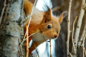 Erdei talányok – mókus a fészekben?
