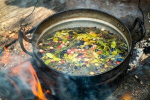 Erdei teázás minden évszakban – „Kávé- és teanövények” a természetből