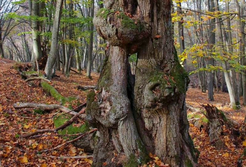 Érdekes fatörzs az őszi erdőben