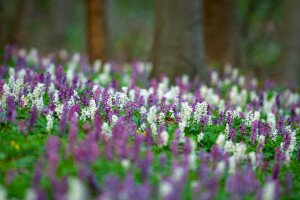 Erdők tavaszi szőnyege, lepkék bölcsője: az odvas keltike