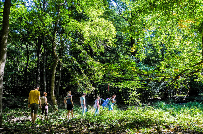 Erdőmerülő séta az erdőben