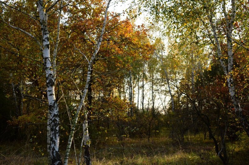 erdo-osz2-schneider-2