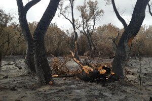 Értékes homoki élőhelyen pusztított az idei legnagyobb tűz