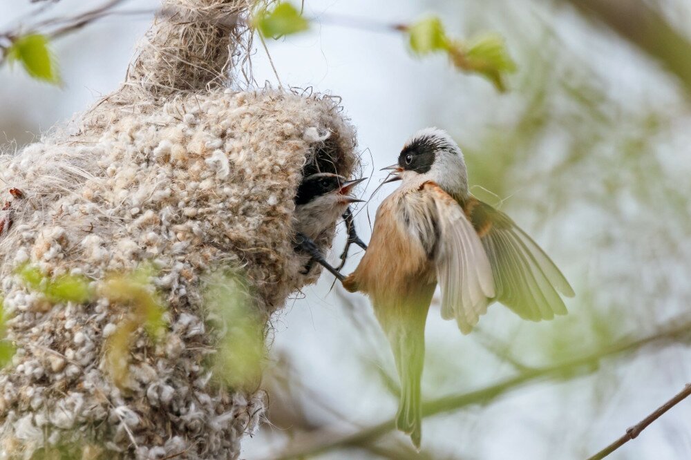 Eurasian penduline tit remiz pendulinus pair conflict during nest building. Cute little brown songbirds in wildlife.