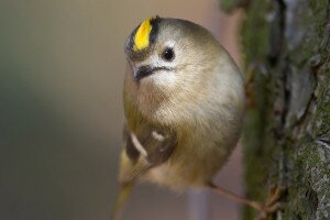  Európa legkisebb madara: a sárgafejű királyka