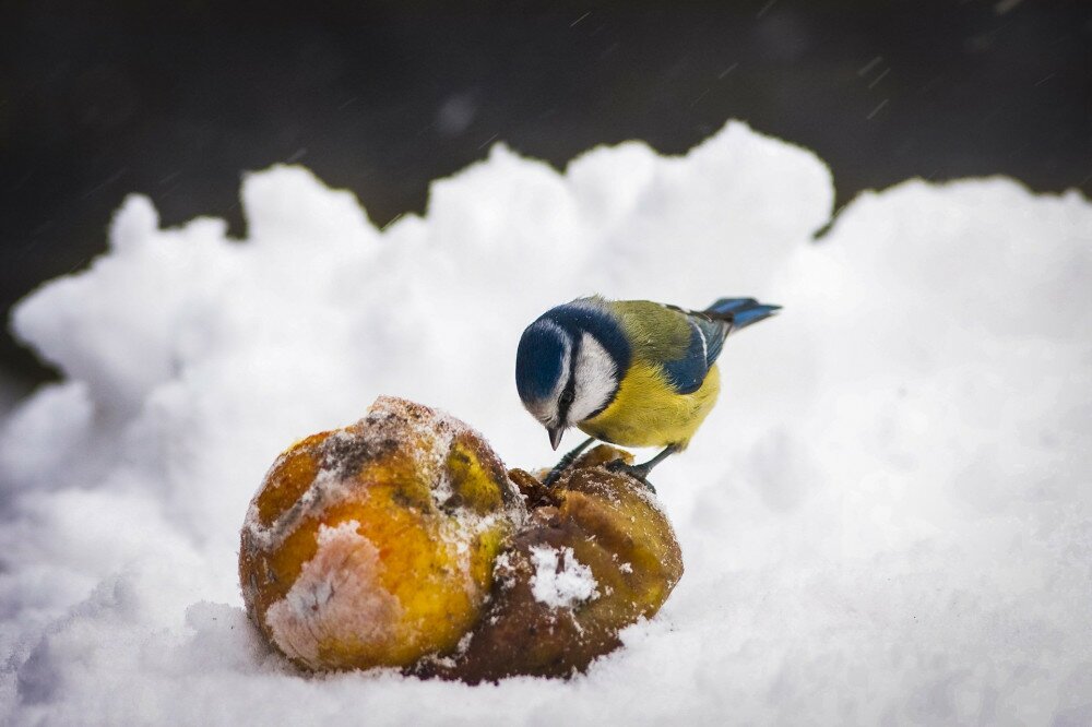 European Blue Tit Pecking Apples in Winter Snow