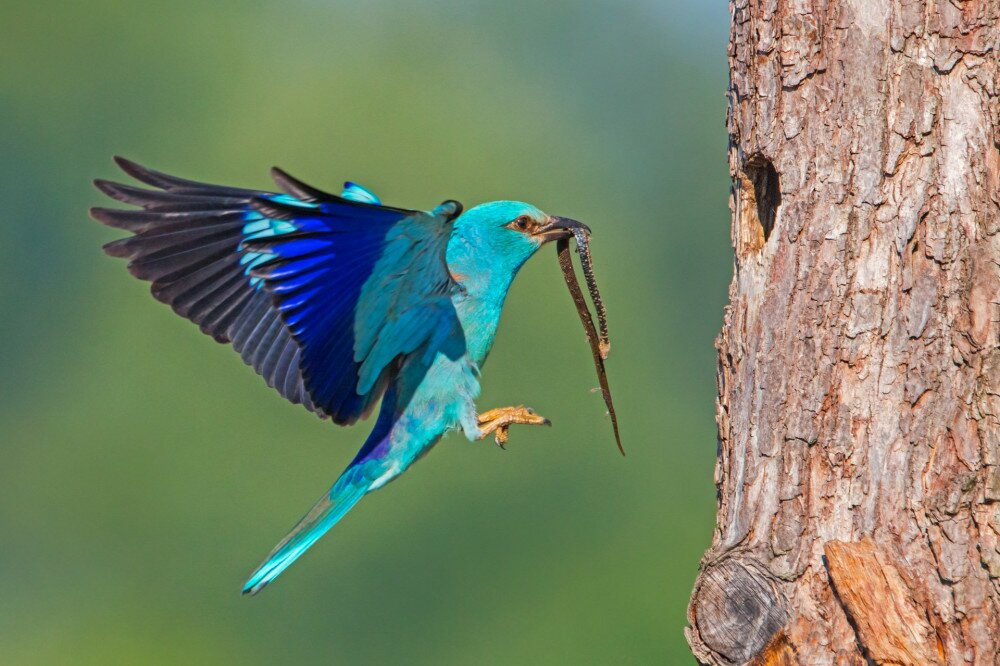 European roller landing on bark of tree with snake in the beak with copyspace.