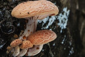 Ezek a világ legfurcsább gombái