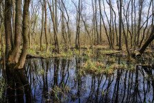 Ezért hatalmas érték a tőzeglápos terület