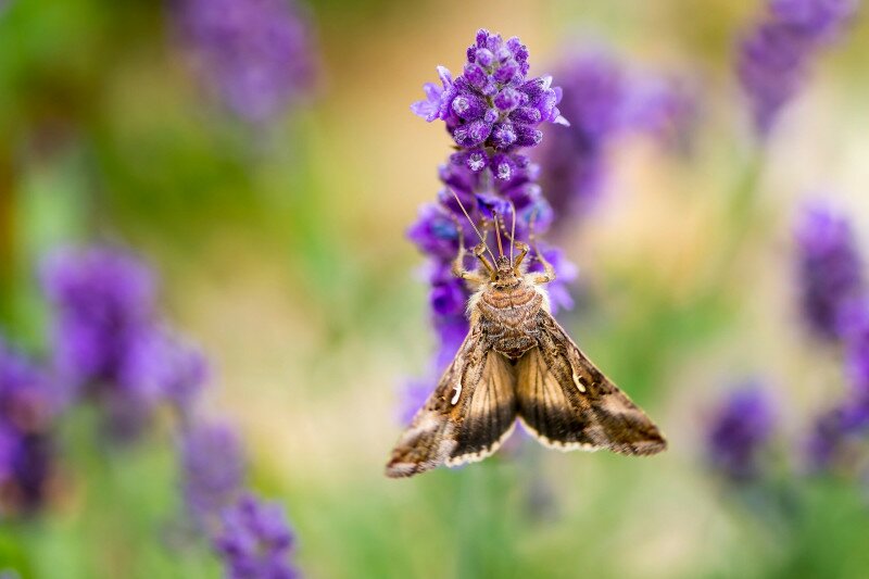 Ezüstgammás aranybagoly (Autographa gamma)