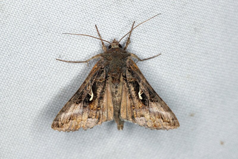 Ezüstgammás aranybagoly (Autographa gamma)