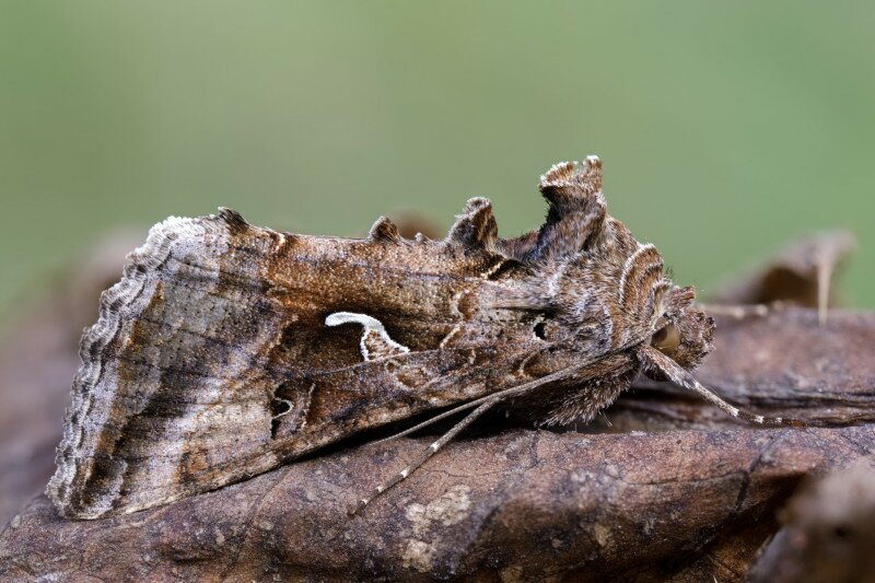 Ezüstgammás aranybagoly (Autographa gamma)