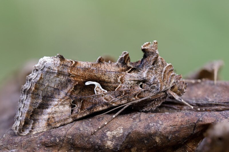 Ezüstgammás aranybagoly (Autographa gamma)