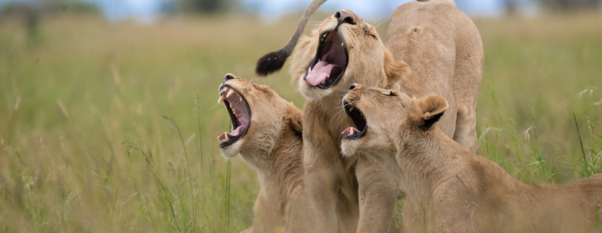 Ezek lettek a legviccesebb természetfotók 2025-ben