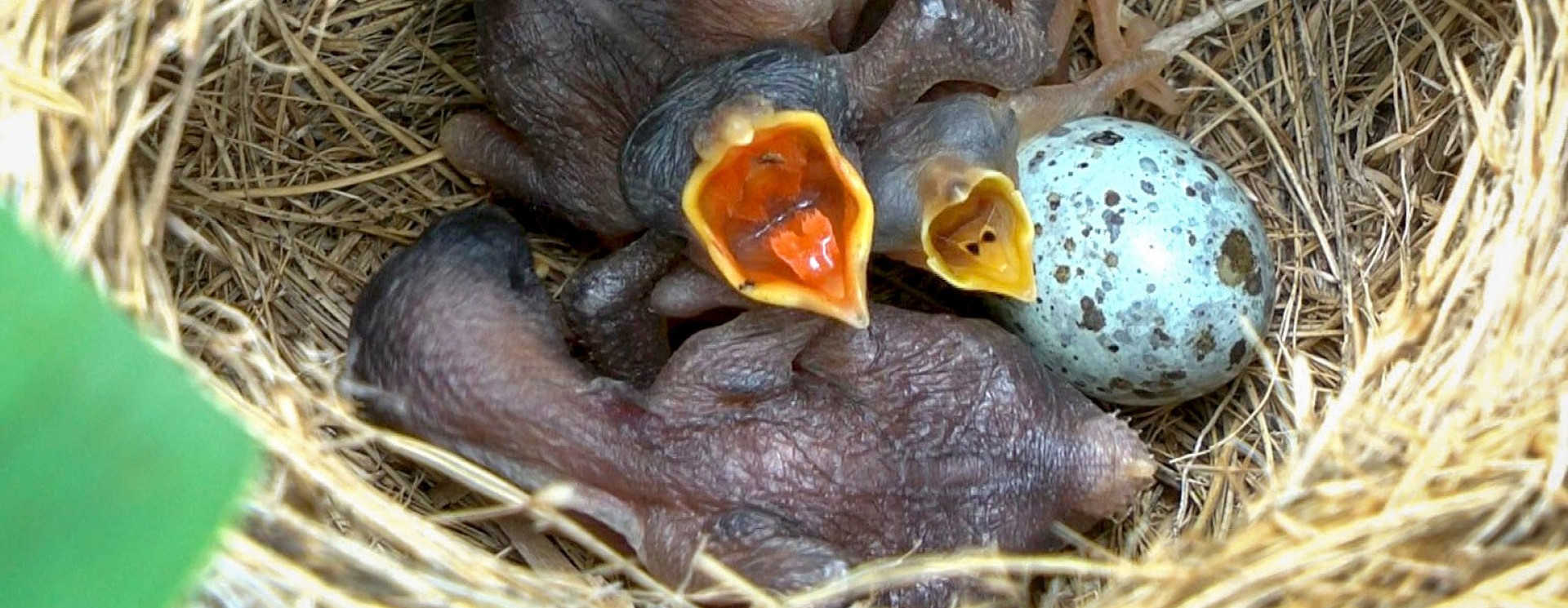 Videón a világ egyik legdrámaibb evolúciós versenye