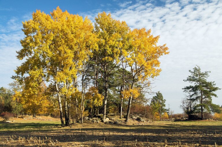 Három fa, egy korona – melyik lesz 2026-ban az Év Fája Magyarországon?