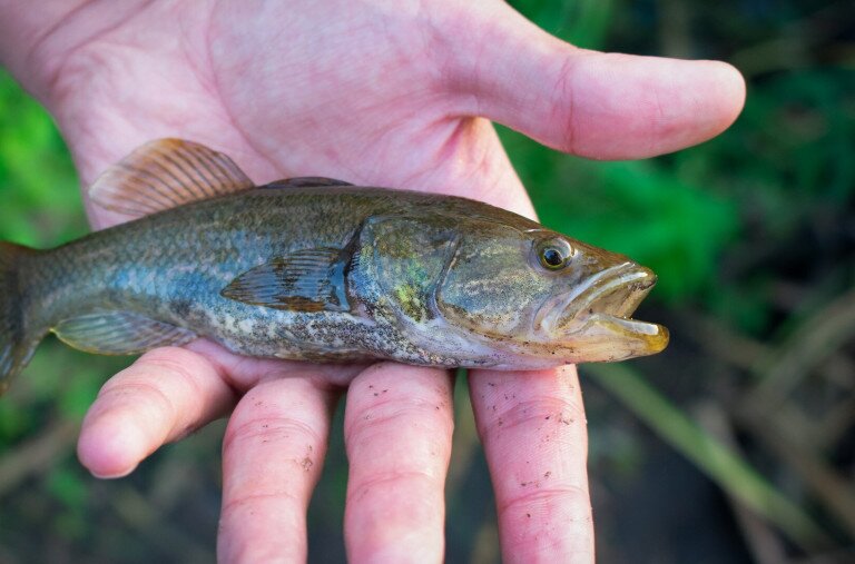 Idegenhonos halfajok a Balaton vízgyűjtőjén – Az angolnától az amurgébig