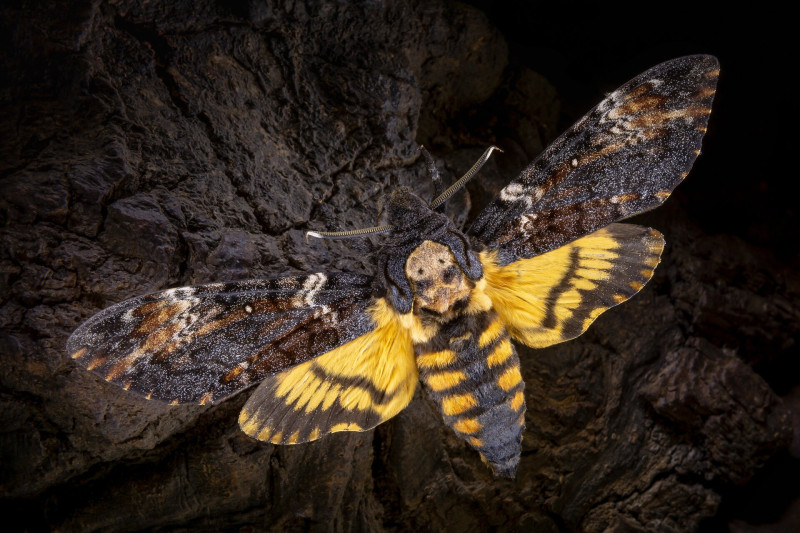 FAJKEP halalfejeslepke FOTO Adobe Stock Daniel Kreissl