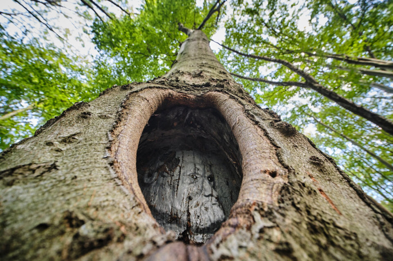 Fakarc Vértes kéktúra