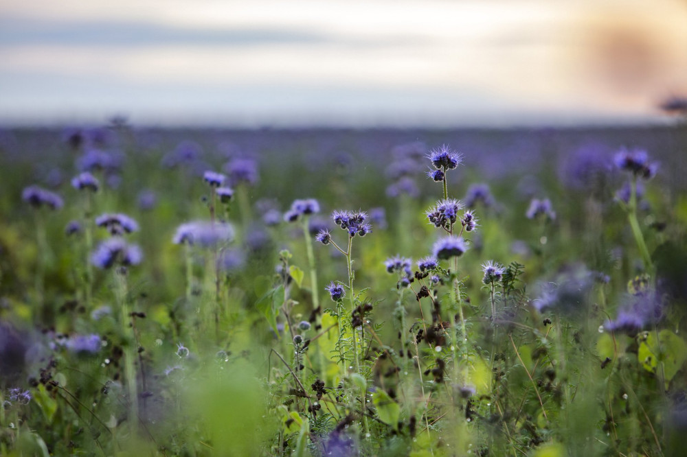 Fakospuszta, 2019. november 10..Vir..gzik a m..zont..f.. (Phacelia tanacetifolia) a Zala megyei Fakospuszta k..zel..ben 2019. november 10-..n..MTI/Varga Gy..rgy