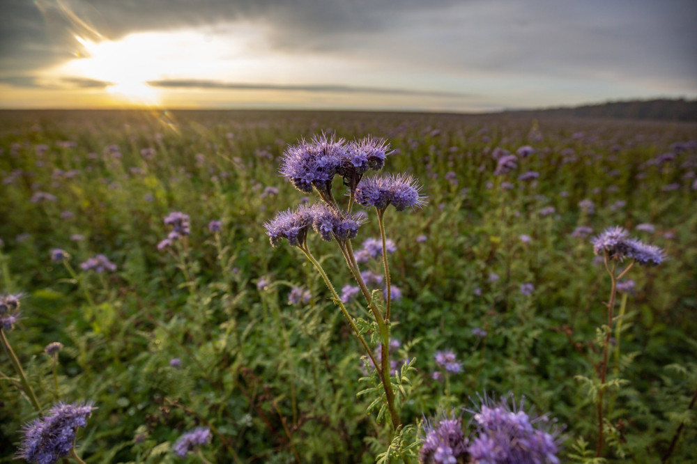 Fakospuszta, 2019. november 10..Vir..gzik a m..zont..f.. (Phacelia tanacetifolia) a Zala megyei Fakospuszta k..zel..ben 2019. november 10-..n..MTI/Varga Gy..rgy