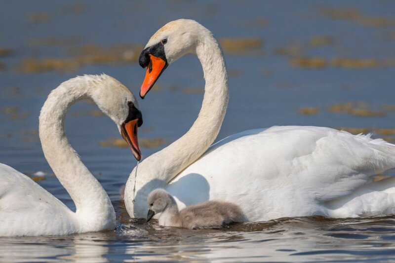 Famille de Cygne tuberculé (Cygnus olor - Mute Swan)
