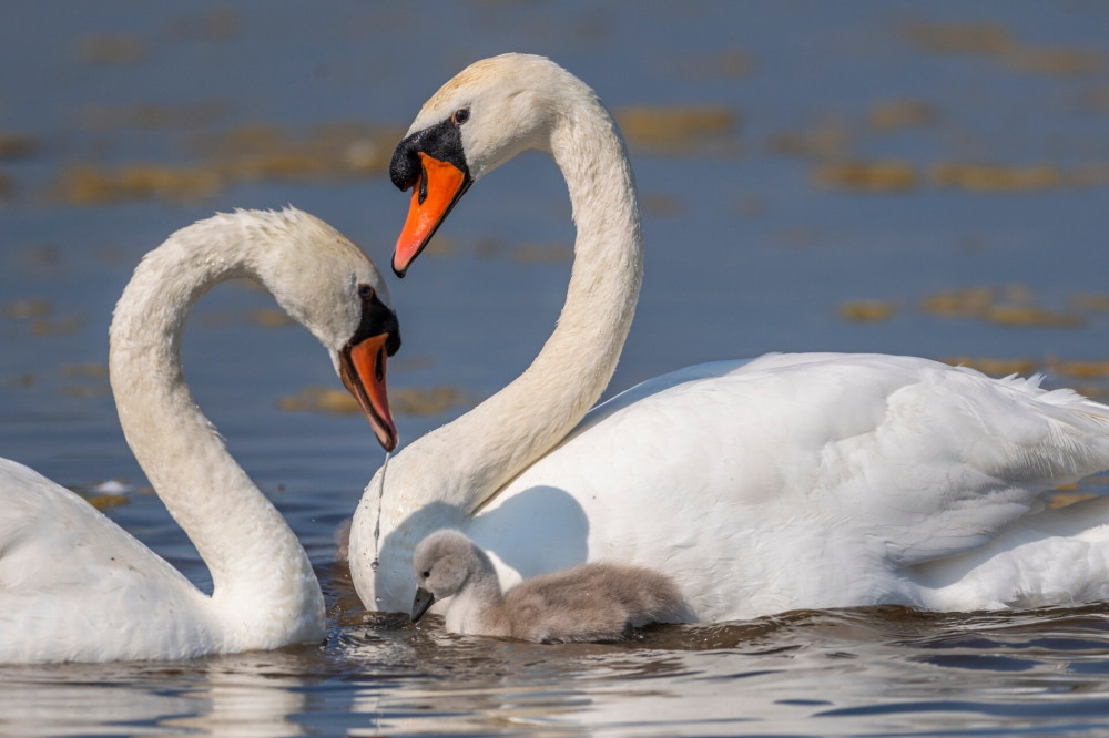 Famille de Cygne tuberculé (Cygnus olor - Mute Swan)