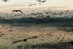 Fantasztikus videó: több ezer vadlúd száll fel a tatai Öreg-tóról
