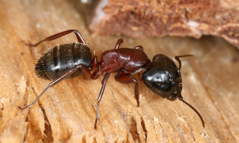 Faodvasító lóhangya (Camponotus ligniperda)