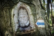 Fapofák a Vértesben