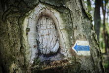 Fapofák a Vértesben