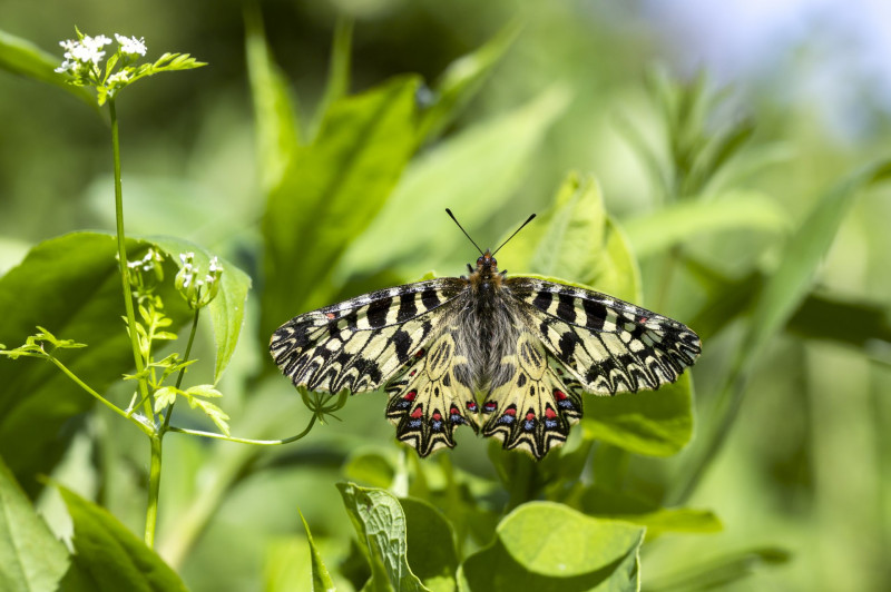 farkasalmalepke AdobeStock_255143926