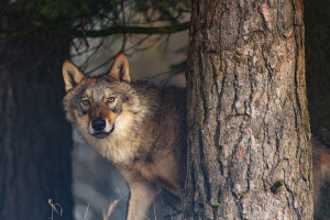 Farkasfalkával futott össze a kiránduló – Videó 