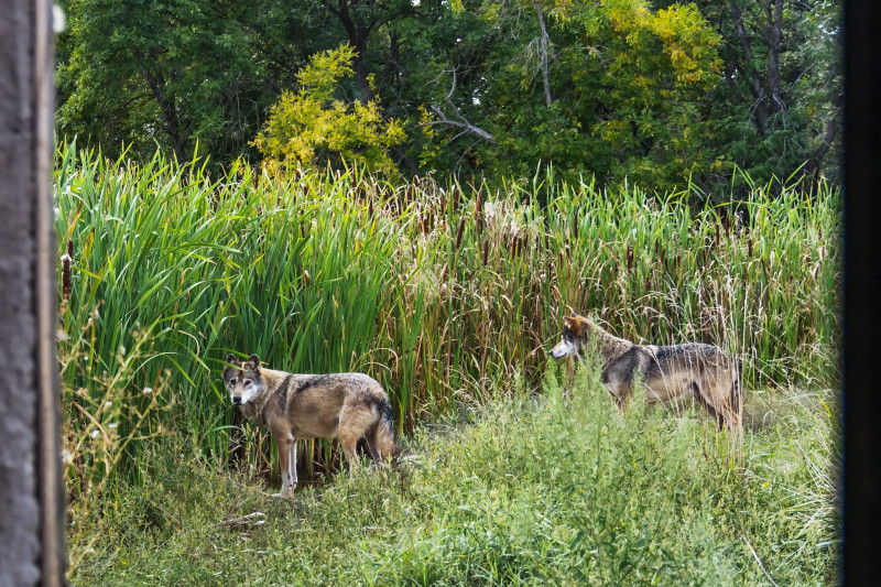Farkasok a Hortobágyi Vadasparkban