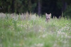 Farkasok Nyugat-Magyarországon?