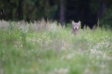 Farkasok Nyugat-Magyarországon?