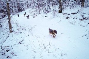 Farkasok tűntek fel a vadkamerák előtt a Plitvicei-tavaknál