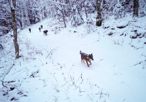 Farkasok tűntek fel a vadkamerák előtt a Plitvicei-tavaknál