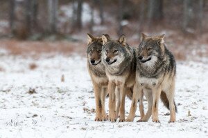Farkasokkal találkozott az erdész Füzérnél