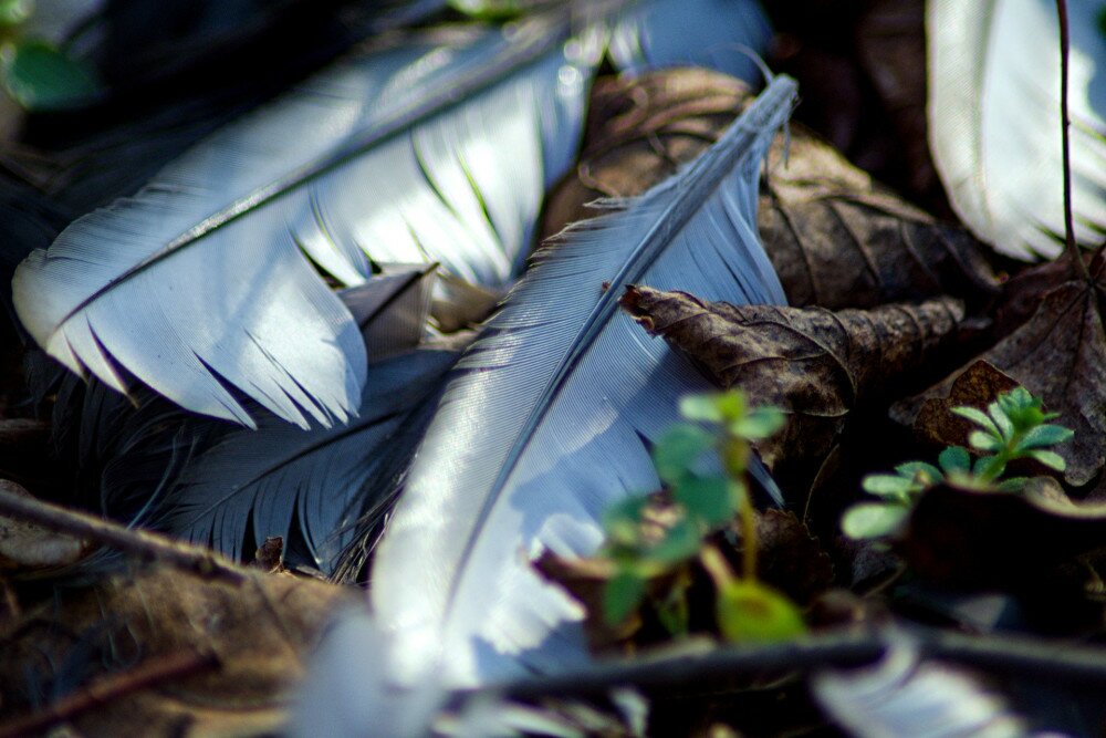 Feathers of a dead bird scattered on the forest floor