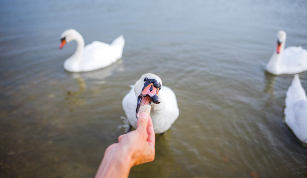 feeding birds swans on lake in their natural habitat. wildlife.