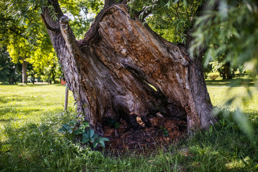 Fehervarcsurgoi-kastelypark-kivansag-fa-1