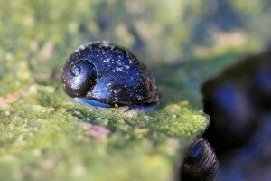 Fekete bödöncsiga – Egy bennszülött maradványfaj a kihalás szélén