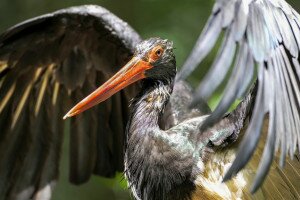 Fekete éve van a fekete gólyáknak Gemencen