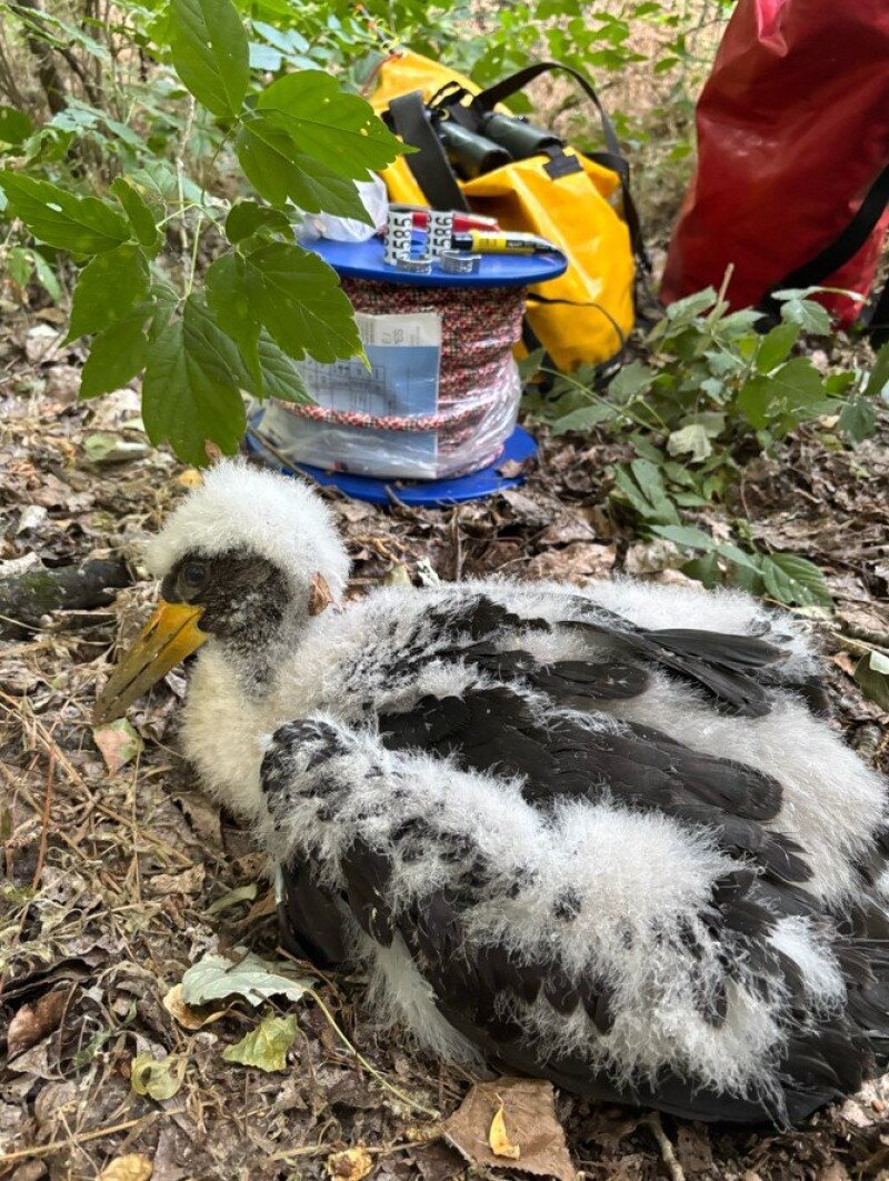 Fekete gólya gyűrűzés