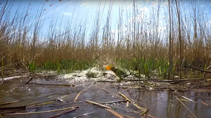 Felajzott halak a Tisza-tóban